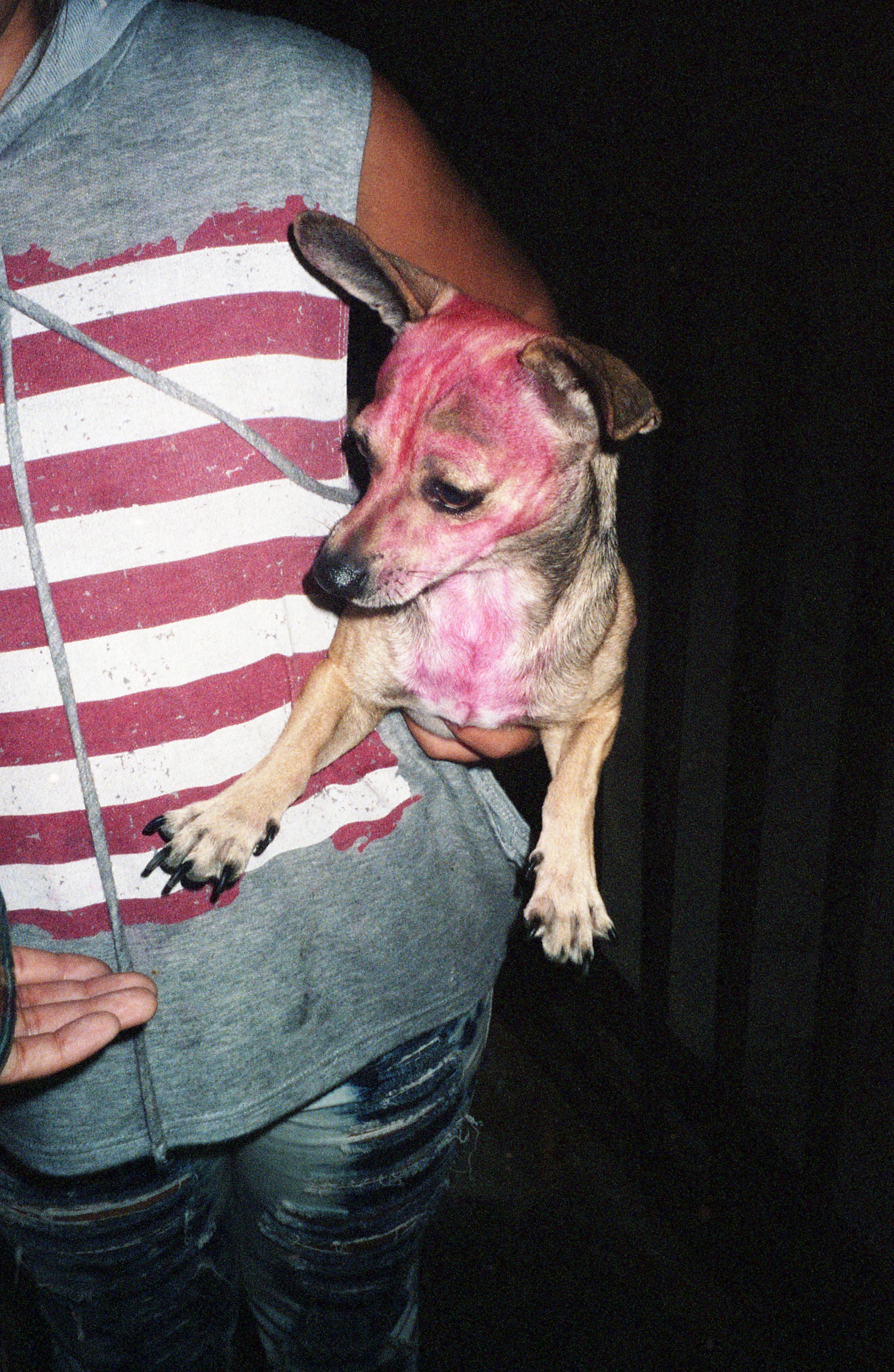chihuahua rosa 2