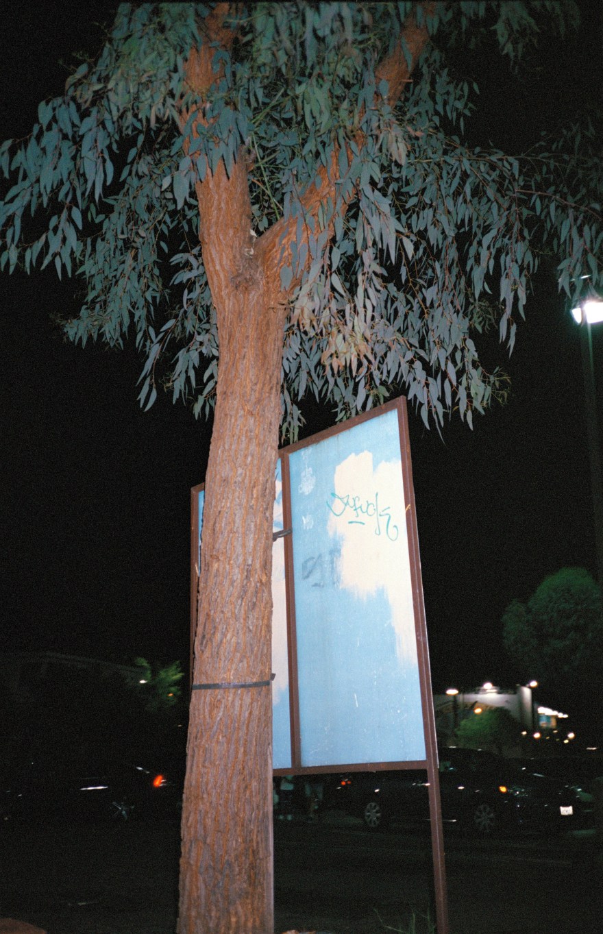 arbol con lamina azul